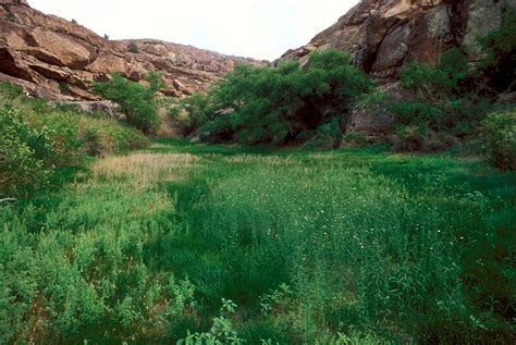 Hueco Tanks State Park & Historic Site Nature — Texas Parks & Wildlife ...