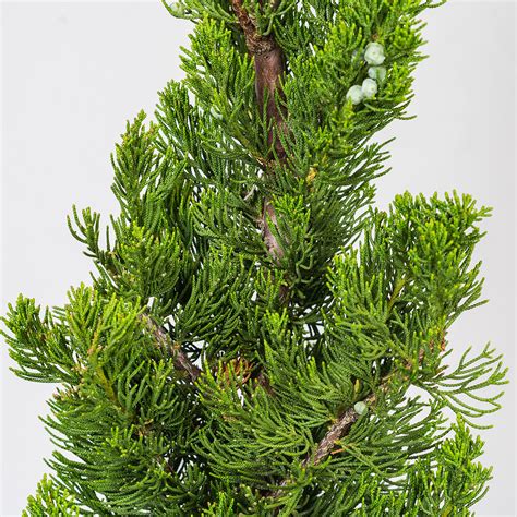 Torulosa Juniper For Sale Buy Evergreen Trees Perfect Plants