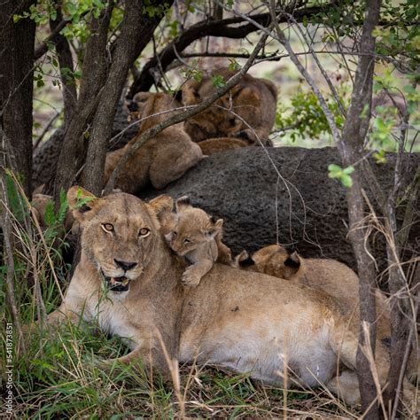 a Cute small lion cub Stock Photo | Adobe Stock