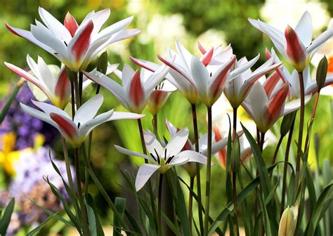 Hoa Tulip Nguồn gốc đặc điểm và ý nghĩa ẩn giấu đằng sau mỗi sắc hoa