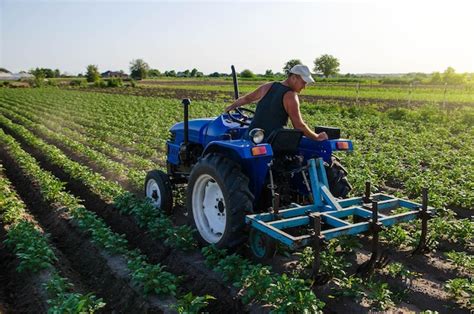 Um agricultor em um trator cultiva uma plantação de batatas batatas