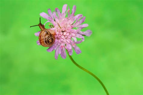 Gartentipp Mit Opferpflanzen Schädlinge bekämpfen ganz ohne Chemie