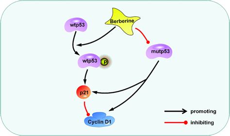 Berberine Inhibits Glioma Cell Proliferation Through The P53 Pathway