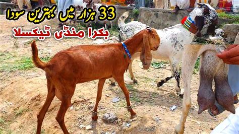 Desi Bakriyan Dhood Or Bacho Wali Bakra Mandi Taxila Update August