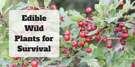 Edible Wild Plants For Survival • Prepare With Foresight