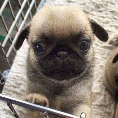 Pug Puppies For Sale Los Angeles Ca 201332 Petzlover