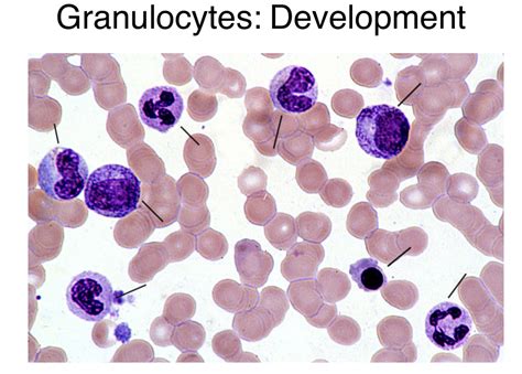 Granulocytes Development Blood Diagram Quizlet