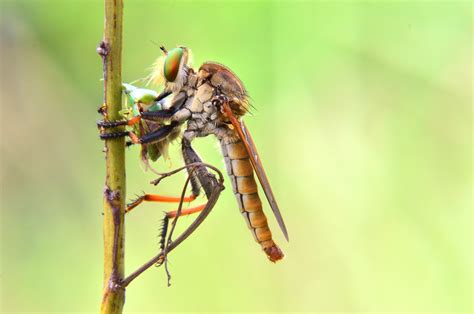 무료 이미지 자연 사진술 야생 생물 곤충 동물 상 무척추 동물 닫다 잠자리 Damselfly 매크로 사진