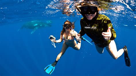 Explore Niue Tours At Tuaga Lodge Whale Swim Tours Niue