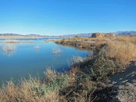 Birding Around Las Vegas Lake Mead Area Boat Ramp Lakeshore Trail