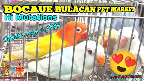 MURANG AFRICAN LOVEBIRDS SA BOCAUE BULACAN PET MARKET HI MUTATIONS ANG