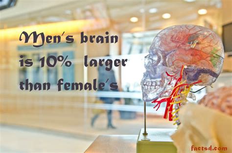 Brain Facts 135 Interesting Facts About The Brain 2023 Daily Facts