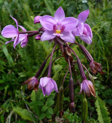 isla Martinica Orquidea Salvaje púrpura las flores selva exótico