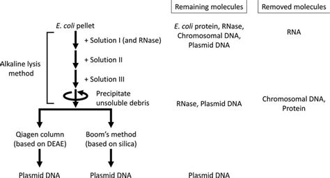 Plasmid Purification Intechopen