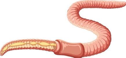 Earthworm Anatomy Vector Art, Icons, and Graphics for Free Download