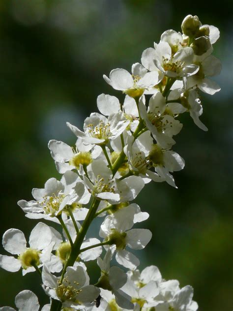 Free Images Tree Branch Blossom White Fruit Flower Bloom Food