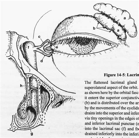 Uvu Anatomy Lab 14 The Eye Lacrimal Apparatus Diagram Quizlet