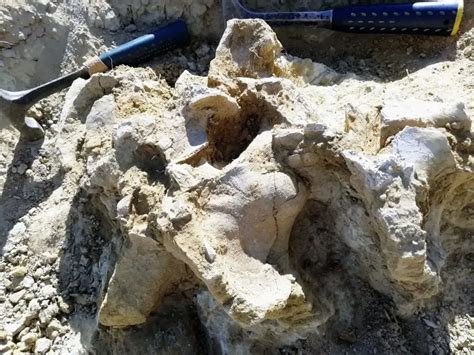 Fosil Tertua Dinosaurus Pemakan Tumbuhan Ditemukan Usianya 167 Juta Tahun