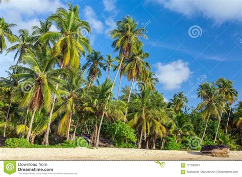 Palmeras En La Playa Tropical Hermosa En La Isla De Koh Kood Imagen De