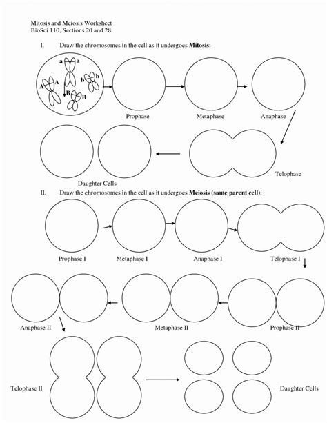 Cell Cycle And Mitosis Coloring Worksheet