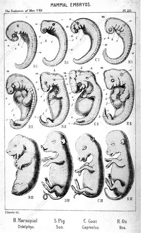 Mammal embryos - Stock Image - C026/1913 - Science Photo Library
