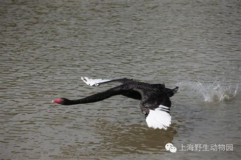 動物戲水節——天鵝戲水 每日頭條