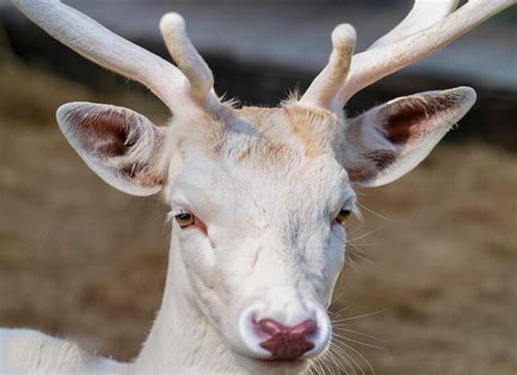 What is a Leucistic Deer and Why Are They So Elusive? - DeerSeason.Org