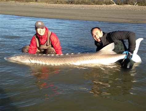 Bc Sturgeon Fishing In November What To Expect Silversides Fishing