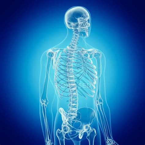 Illustration of human skeleton on blue background. — x ray, healthcare ...