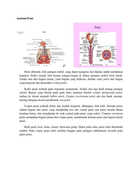 Pdf Anatomi Histologi Penis Dokumen Tips