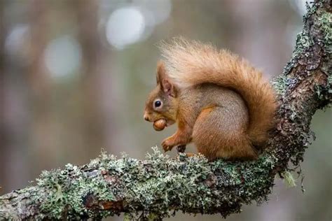 Cairngorms National Park Wildlife: A Nature Explorer's Guide - Nature ...