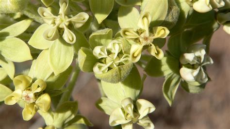 10 Varieties Of Milkweed Butterflies Absolutely Love