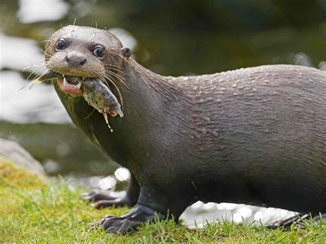 10 Unique Animals of the Amazon River Basin