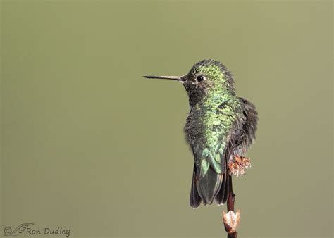 Stretching Broad Tailed Hummingbird Feathered Photography