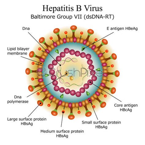 Diagram Of Herpes Simplex Virus Particle Structure Stock Vector