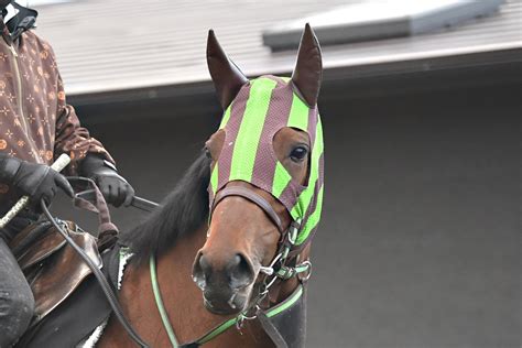 【注目新馬】母は重賞4勝のルージュバック 良血ブラーバックがルメールを背に日曜東京でデビュー 競馬ニュース・特集なら東スポ競馬