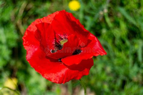 Vestimenta Da Flor Vermelha De Papoila Na Estrada Para Madrid Rio Em