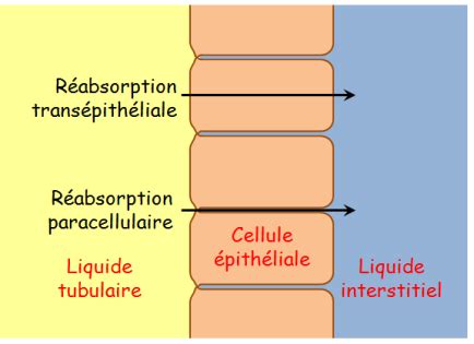 Physiologie Des Syst Mes Int Gr S Les Principes Et Fonctions