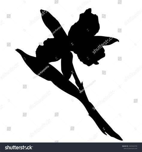 Hand Drawn Black Vector Silhouette Orchid Stock Vector Royalty Free