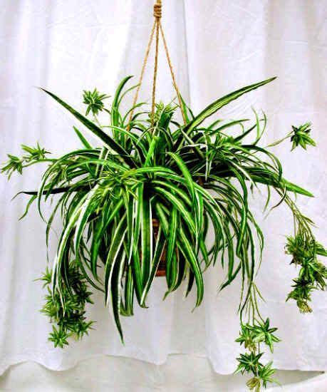 Spider Plant Non Toxic To Cats Care Tips Odfoliageplantsp