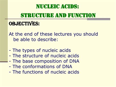 Ppt Nucleic Acids Structure And Function Powerpoint Presentation Free Download Id460439