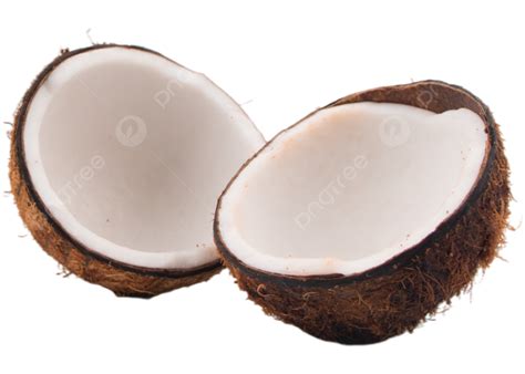 Coco Cáscara De Coco Realista Vector PNG Coco Planta Realista PNG