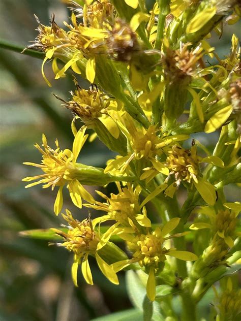 Gewöhnliche Goldrute Solidago virgaurea 1 Gewöhnliche Flickr