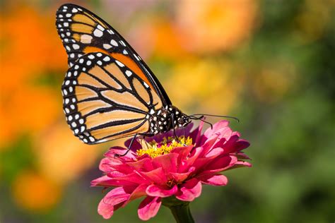 Monarch Butterfly Hd Wallpapers And Backgrounds