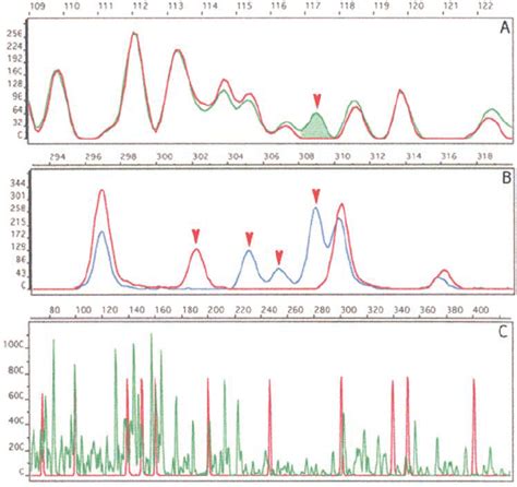 AFLP Electropherograms The X Axis Represents The Size Bp Of The DNA