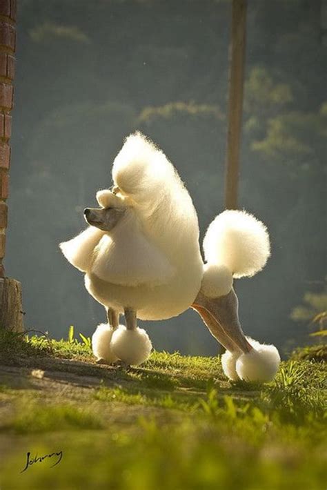 30 Awesome Dog Grooming Types Pet Care Stores