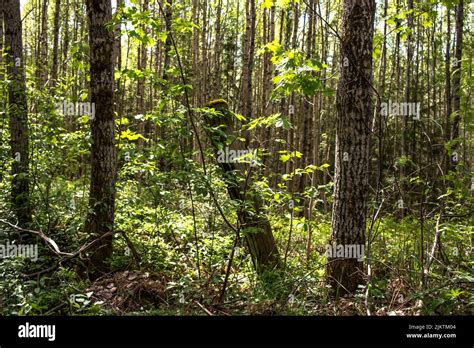 A Beautiful Shot Of Many Aligned Slim Forest Trees With Green Plants On
