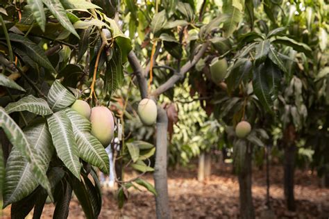 Pruning Mango Trees Your Complete Guide Plant Propagation