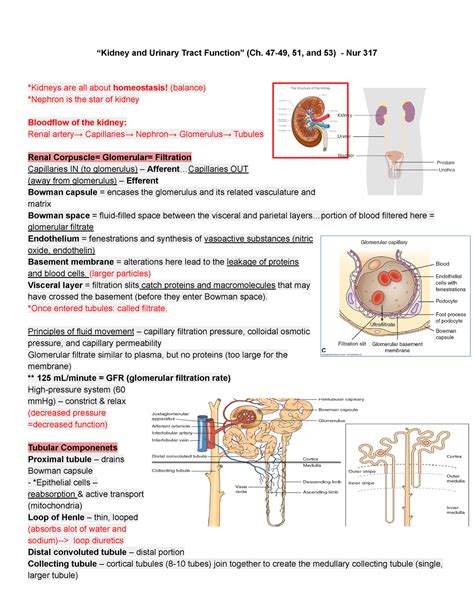 Renal And Gu Study Guide Adult Health Exam Deprecated Api Usage