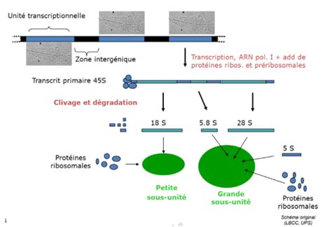 Nucléole Biologie cellulaire Tutorat Associatif Toulousain